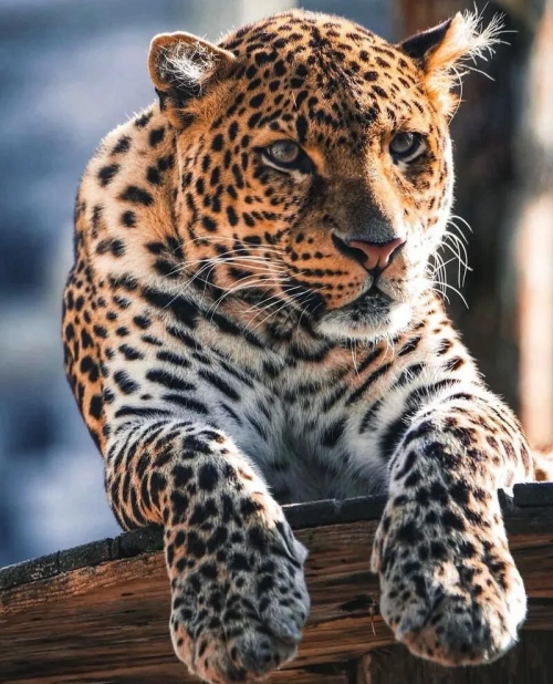 Одеський біопарк - Зоопарки, біопарки , Одеська область, Одеса