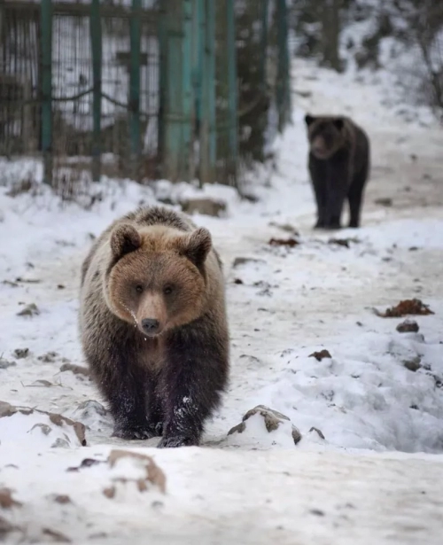 Центр реабілітації бурих ведмедів - Національні парки, Закарпатська область, Синевирська Поляна